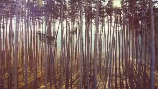 Όμορφη εναέρια λήψη των κωνοφόρων ακτίνες του ήλιου δάσος που φέρουν κάμερα στο δάσος — Αρχείο Βίντεο