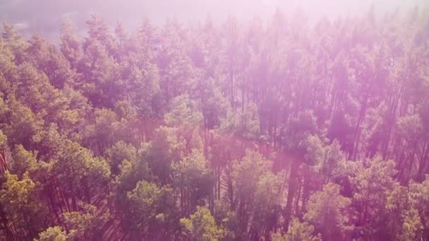 Widok na las iglasty, piękne poranne słońce na sosnach naturalne drewno — Wideo stockowe