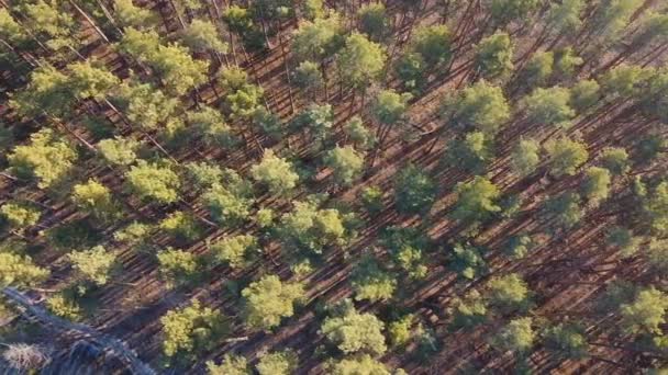Zdjęcie lotnicze wysokich sosen, widok z góry na las iglasty w porannym słońcu — Wideo stockowe