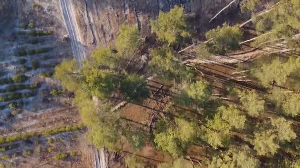 Вырубка лесов, пролет над срубленными деревьями, экологическая катастрофа — стоковое видео