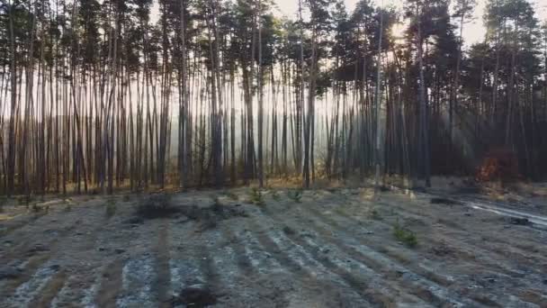 Snoeien van dennenbomen als gevolg van massale ontbossing, milieuproblemen — Stockvideo