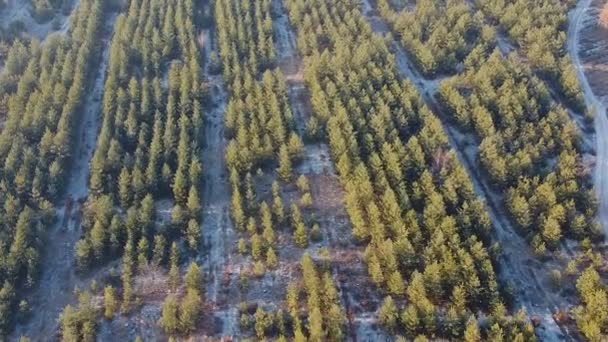 Arbres à fourrure massifs cultivés pour la coupe de Noël, destruction de l'environnement — Video