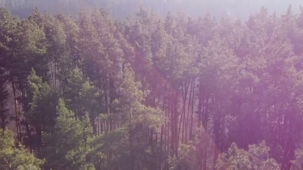 Repül a fenyőfák tetején légi felvétel, gyönyörű erdő reggeli napkitörések — Stock videók