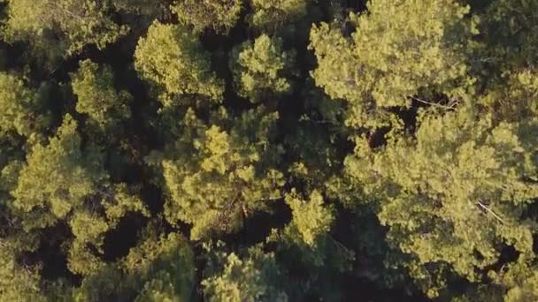 Forêt de conifères vue aérienne du dessus, volant à basse altitude au-dessus du sommet des pins sempervirents 