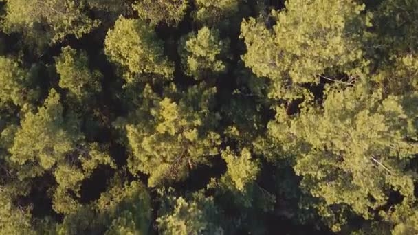 Coniferous forest aerial top view, flying low over evergreen pine tree tops — Stock Video