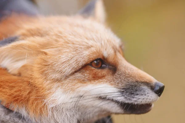ビュー赤狐 — ストック写真