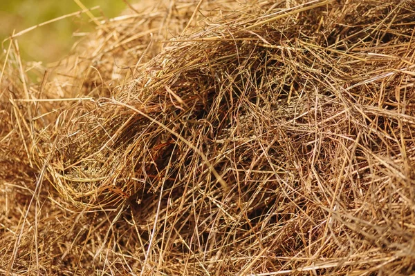 Трохи порізана трава — стокове фото