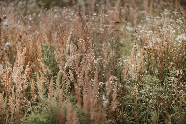 uzun otların ile çayır