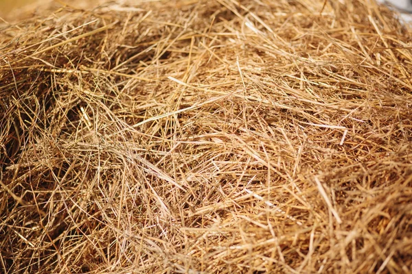 Невелика купа розрізів трав — стокове фото