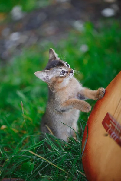 Kitty ve gitar