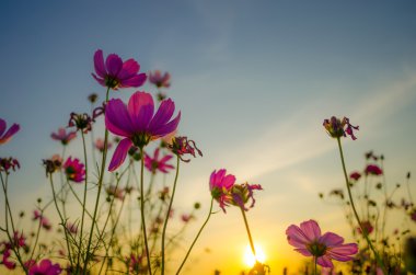 sunset evren çiçeklerle
