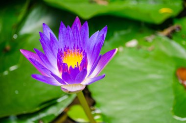 yeşil yaprak üzerinde mor lotus