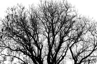 Ölü ağaç siluet olmadan izole üzerinde beyaz yapraklar