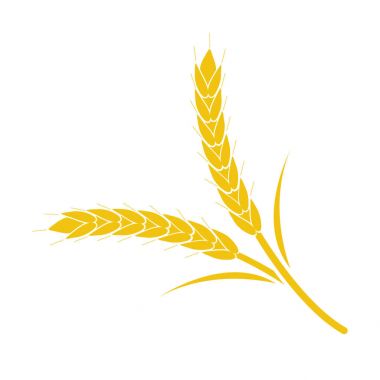 Buğday Başak beyaz zemin üzerine sarı