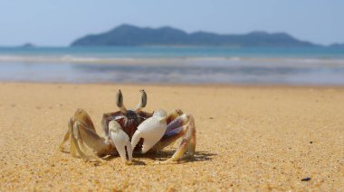 Kemancı Yengeç misyon Beach ve Dunk ada içinde belgili tanımlık geçmiş