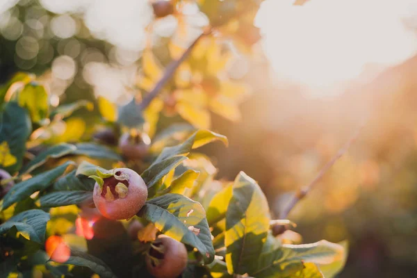 Medlar ağacının dalında Medlar meyve.