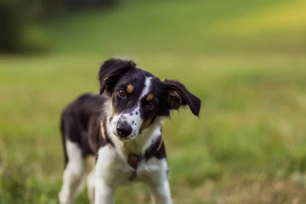 Bulanık yeşil arka planda melez bir köpeğin portresi.