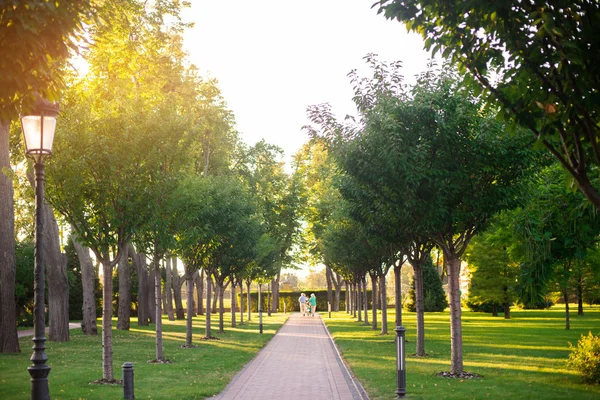 Park gränd och träd. — Stockfoto