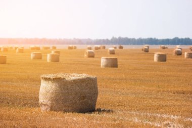 saman yığınları ile alan.