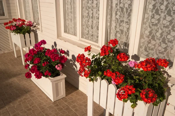 Flowers near window of house.