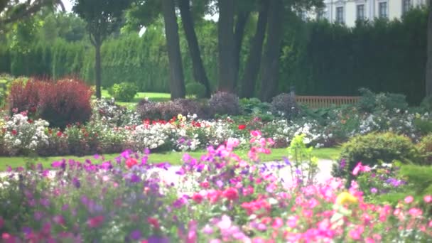 Färgglada blommor och gräs. — Stockvideo