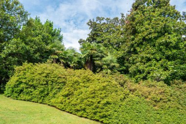 Yeşil çalılar ve ağaçlar.