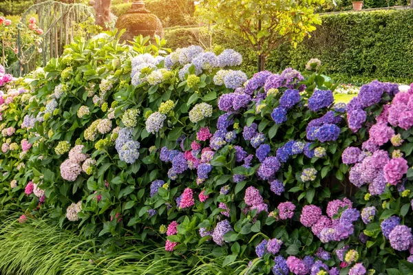 Flores, folhas e luz solar . — Fotografia de Stock