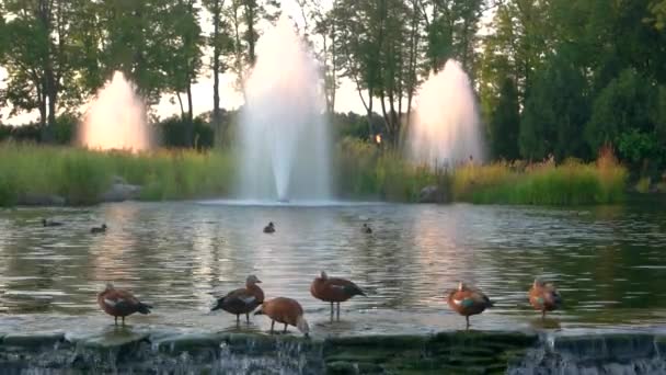 Oiseaux près de la fontaine . — Video