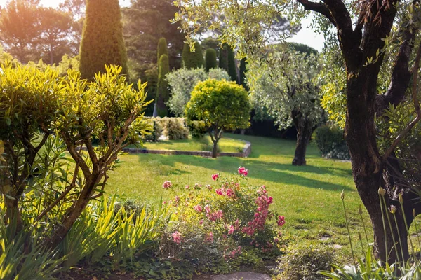 Green lawn and trees. — Stock Photo, Image