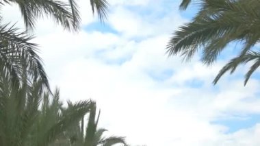 Palmiye ağaçları ve şehir bina.