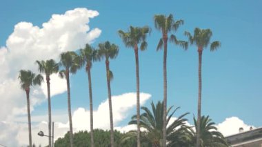 Palmiye ağaçları ve bulutlu gökyüzü.