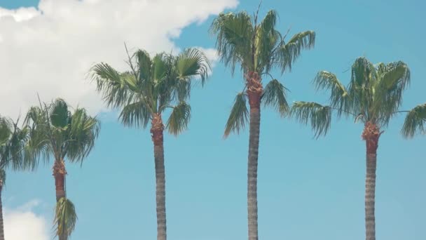 Пальмы на фоне неба. — стоковое видео