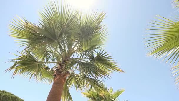 Palmera en el cielo telón de fondo . — Vídeos de Stock