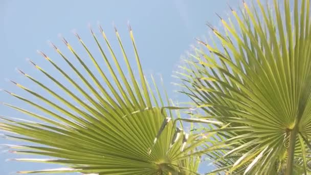 緑の植物と青い空. — ストック動画