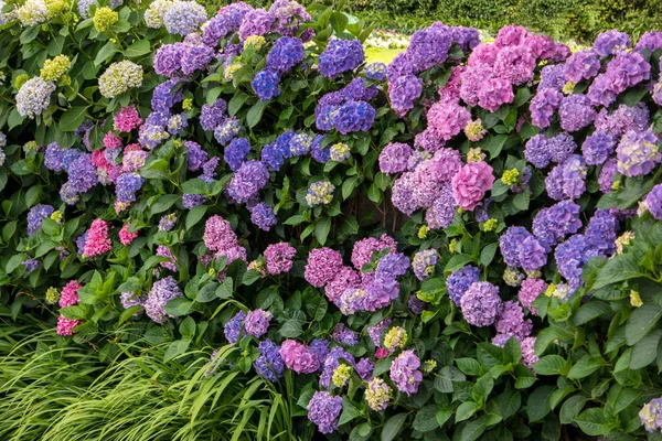 Blüten und grüne Blätter. — Stockfoto