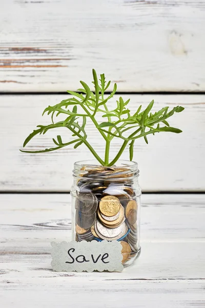 Växt- och pengar på trä. — Stockfoto
