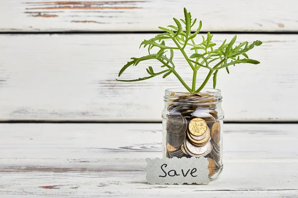 Sprout in jar with coins.