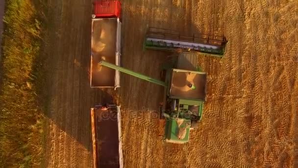 Combiner les décharges de grain dans le camion . — Video