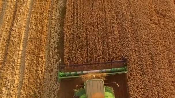 小麦を切断する収穫機を組み合わせる. — ストック動画