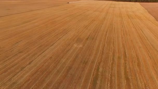 Tarweveld, luchtfoto. — Stockvideo