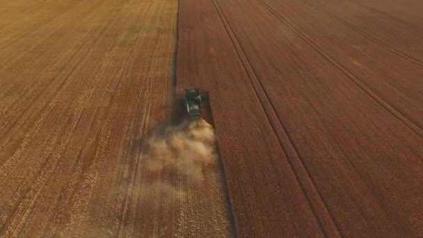 麦畑と結合. — ストック動画