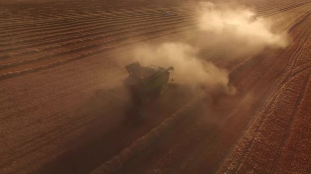 Campo de trigo, cosechadoras y polvo . — Vídeo de stock