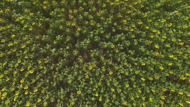 Vue aérienne du champ de tournesol. — Video