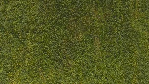 Bovenaanzicht van zonnebloem veld. — Stockvideo