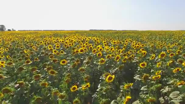 Sunflower field and sky. — Stock Video