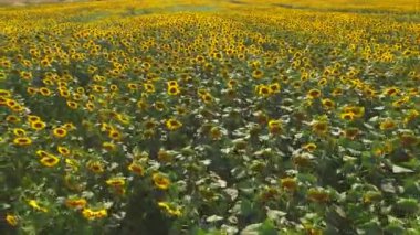 Yellow sunflower field.