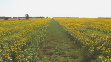 Sarı ayçiçeği alan ve gökyüzü.