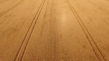 Buğday tarlasının hava görüntüsü.