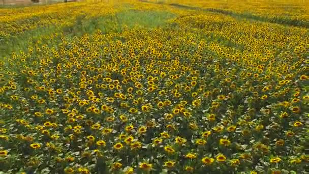 노란 해바라기 밭. — 비디오