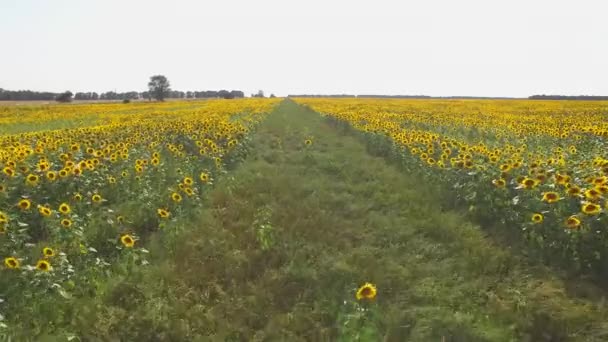Ścieżka między pola słoneczników. — Wideo stockowe